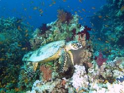 Turtle taken at Yolande reef, Ras Mohamed Park with E300 by Nikki Van Veelen 